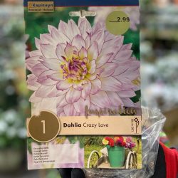 Dahlia Decorative Crazy Love