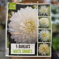 100 DAYS DAHLIA BLOOMS SHADES OF WHITE