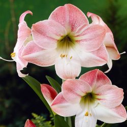 HIPPEASTRUM APPLE BLOSSOM