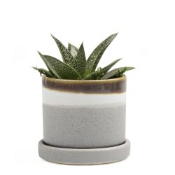 Minute Planter – Mocha Cement