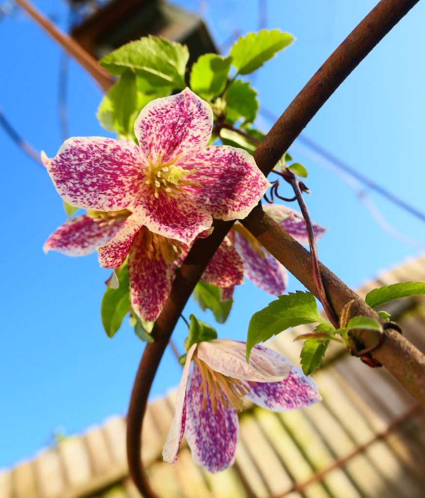 Clematis cirrhosa ‘Freckles' blooms in front of a blue sky