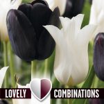 Combination Tulips (Black & White)