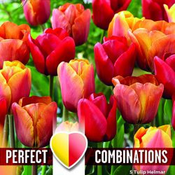 Tulip ‘Perfect Combinations’ Mix