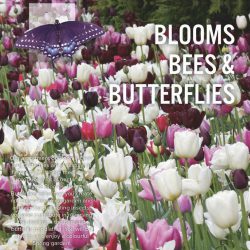 Blooms, Bees & Butterflies – Pink Shades