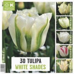 SHADES OF COLOUR TULIPA WHITE