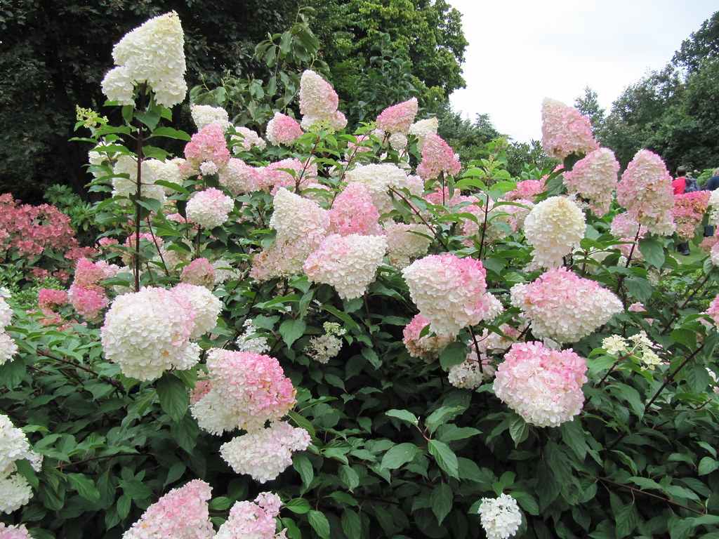 Pink and white Hydrangea paniculata blooms on a bush
