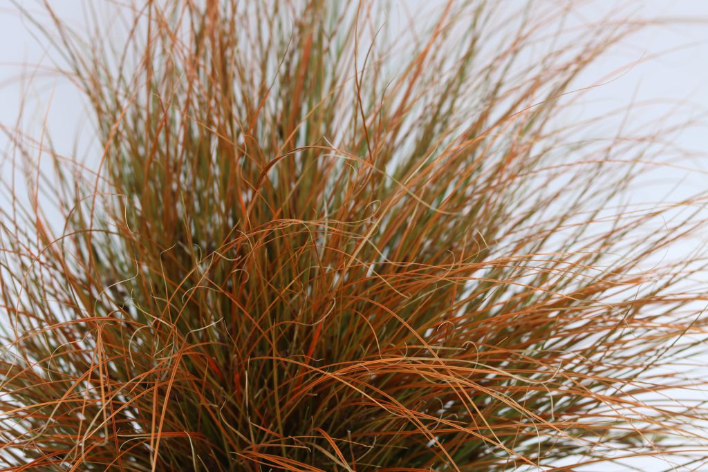 Carex testacea pictured in front of sky