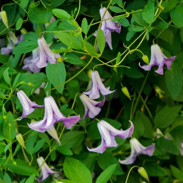 Clematis 'Hanna' blooms on a green bush
