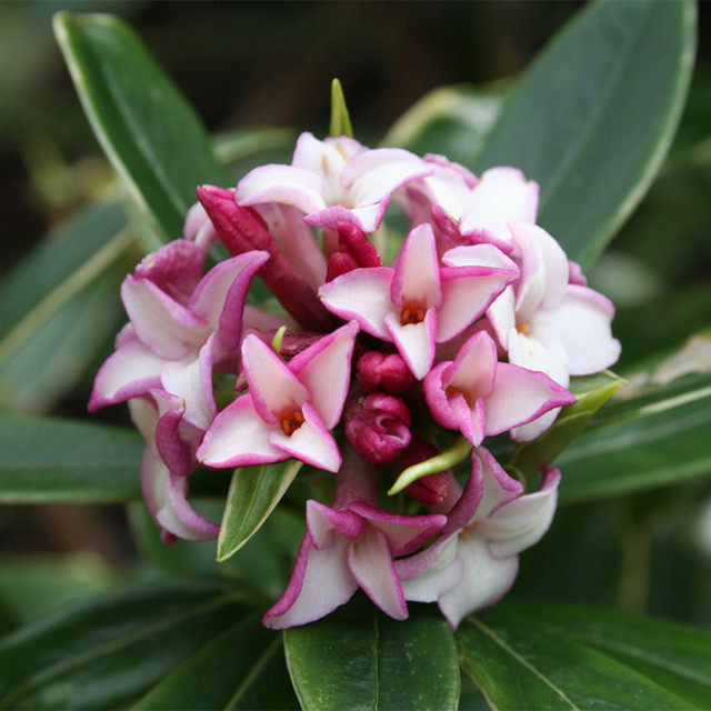Pink Daphne odora bloom in front of green leaves