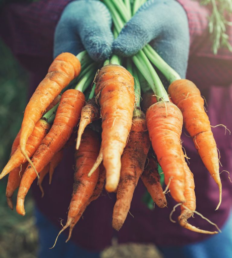 How To Grow on Carrots - The Nunhead Gardener