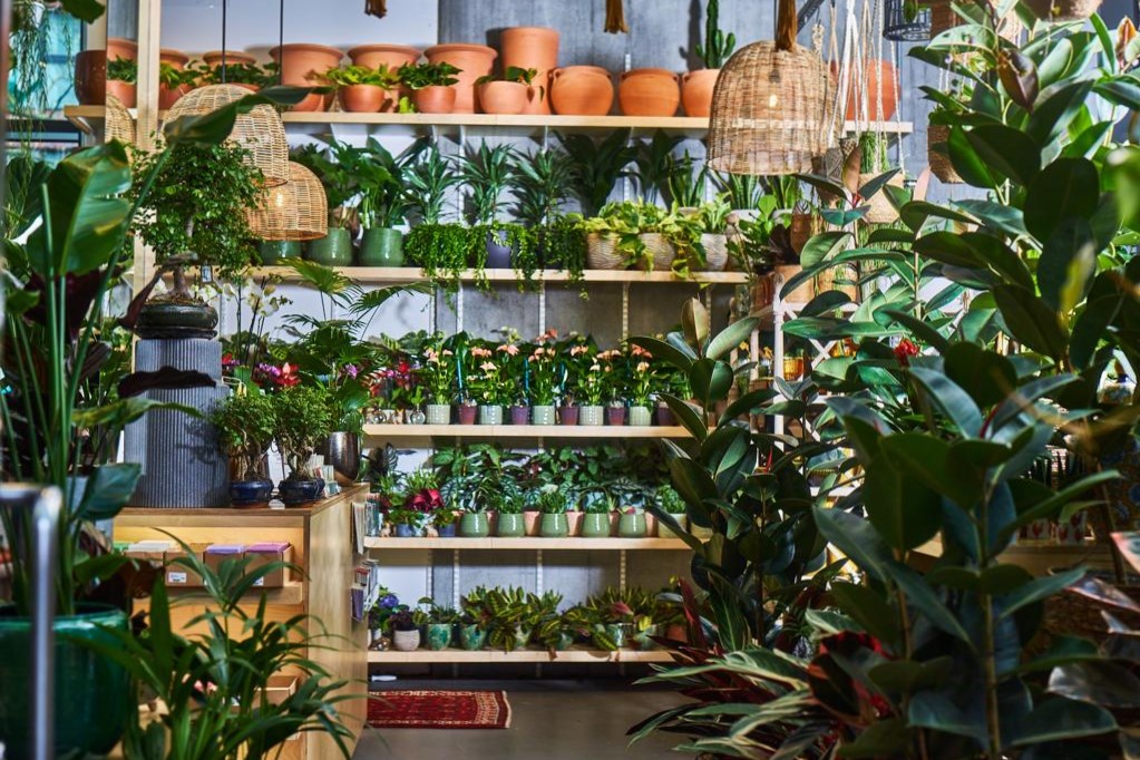Image shows indoor plants placed on shelves at the Nunhead Gardener Elephant Park store