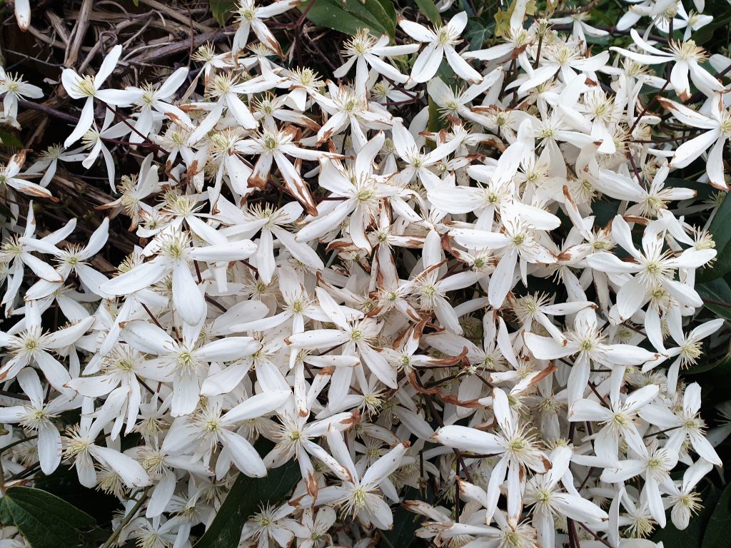 Blooms of Clemantis Armandii