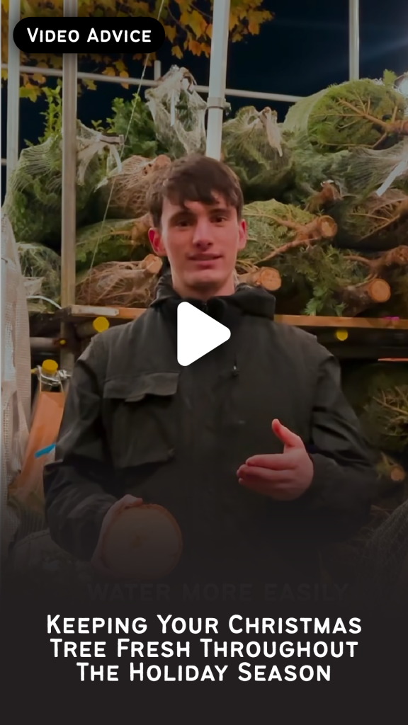 Video Advice: Keeping Your Christmas Tree Fresh Throughout The Holiday Season