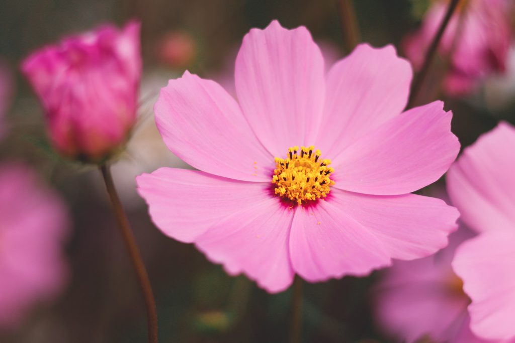 Cosmos flower pink blooms