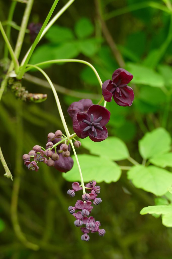Chocolate vine (Akebia quinata) blooms in between green leaves