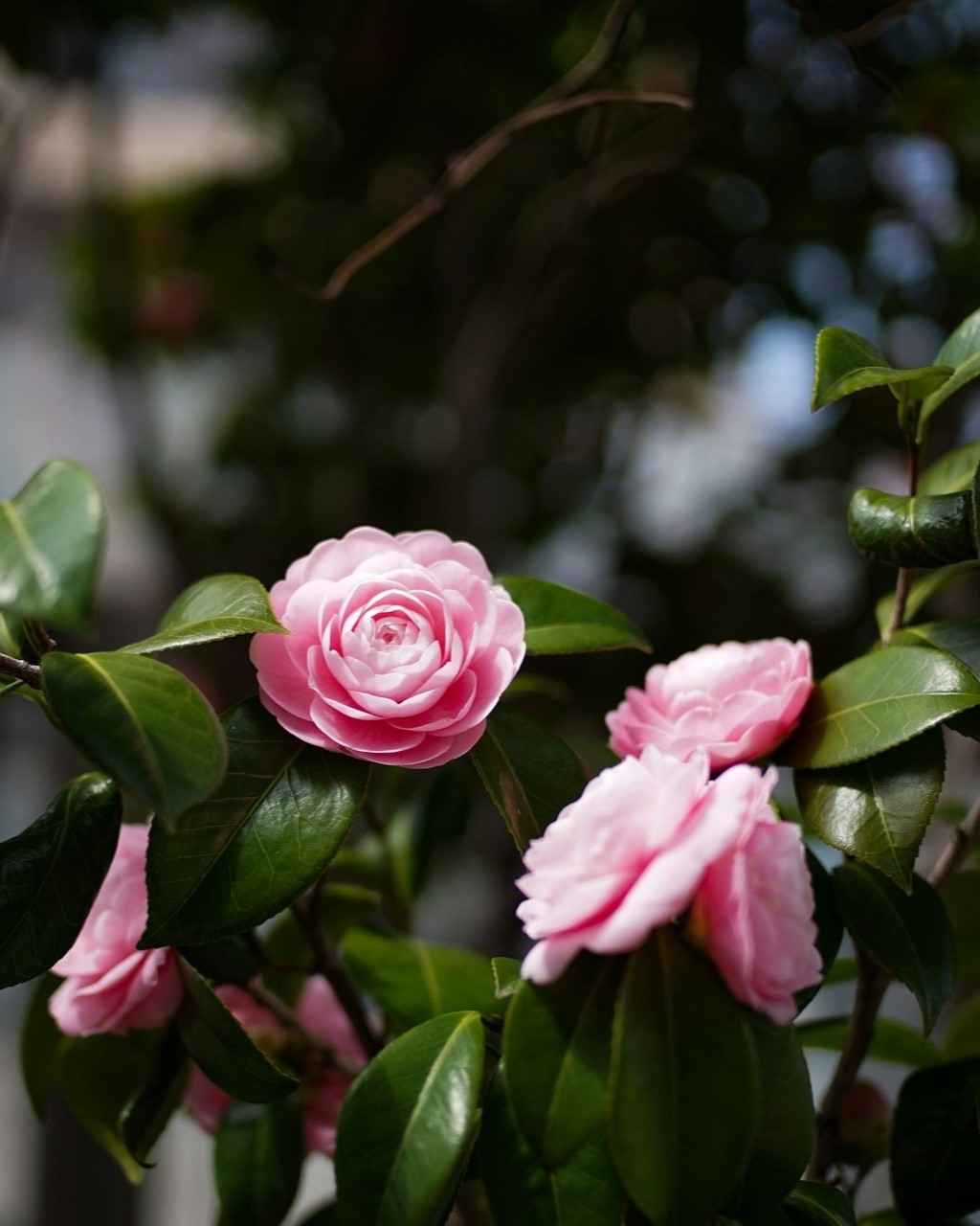 Six Camellia japonica blooms with dark green leaves in the background