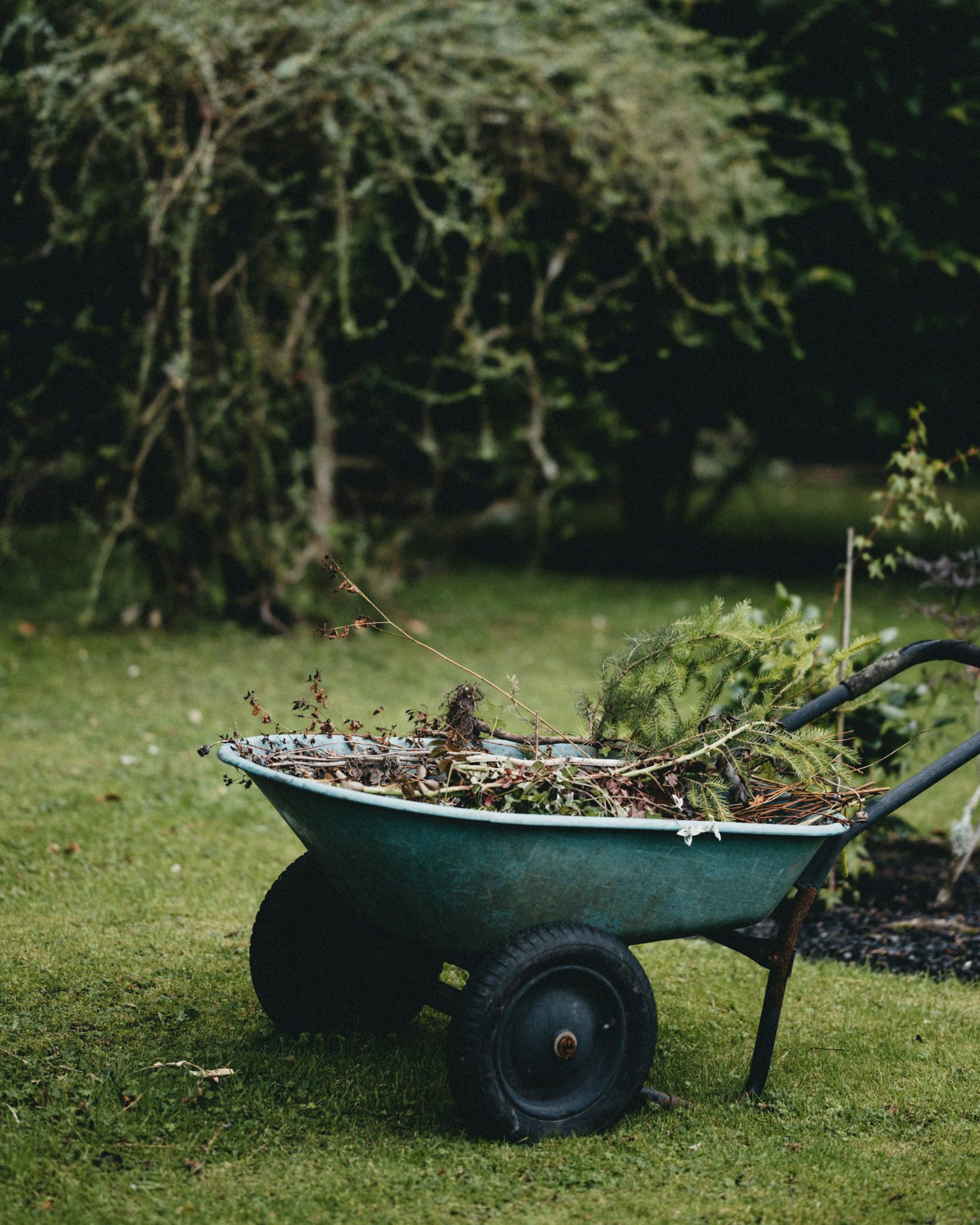 Green wheelbarrow filled with garden plant cut offs