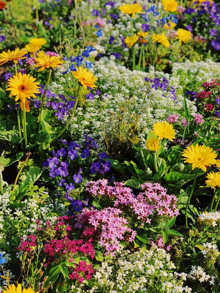 Flower field with colourful flower booms