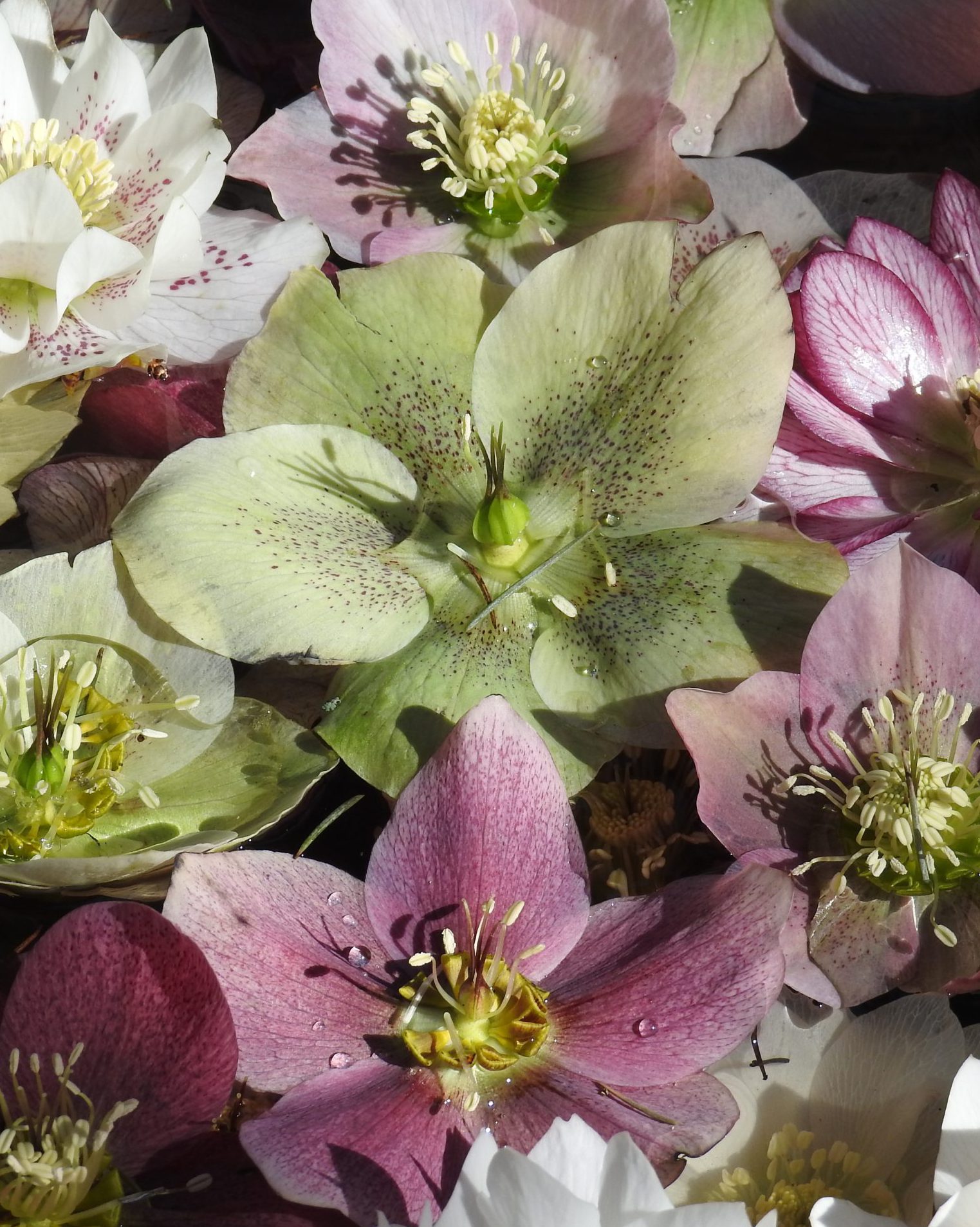 Picture of colourful blooms of Hellebores