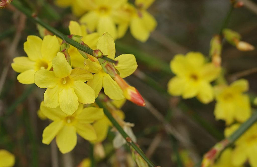 Yellow Winter Jasmine Blooms between brown branches
