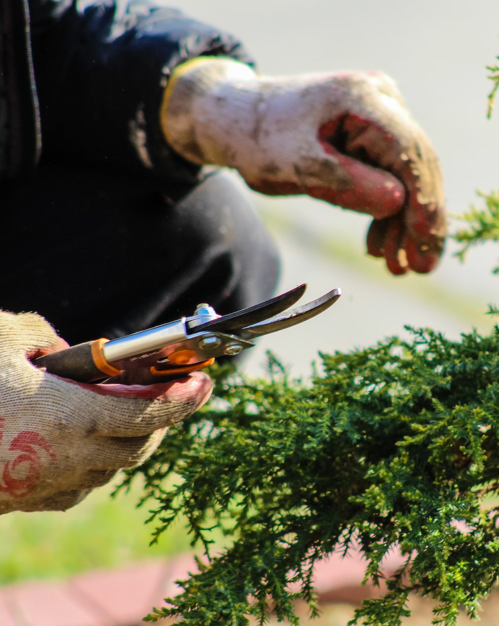 Person in using secateurs, cutting fern branches