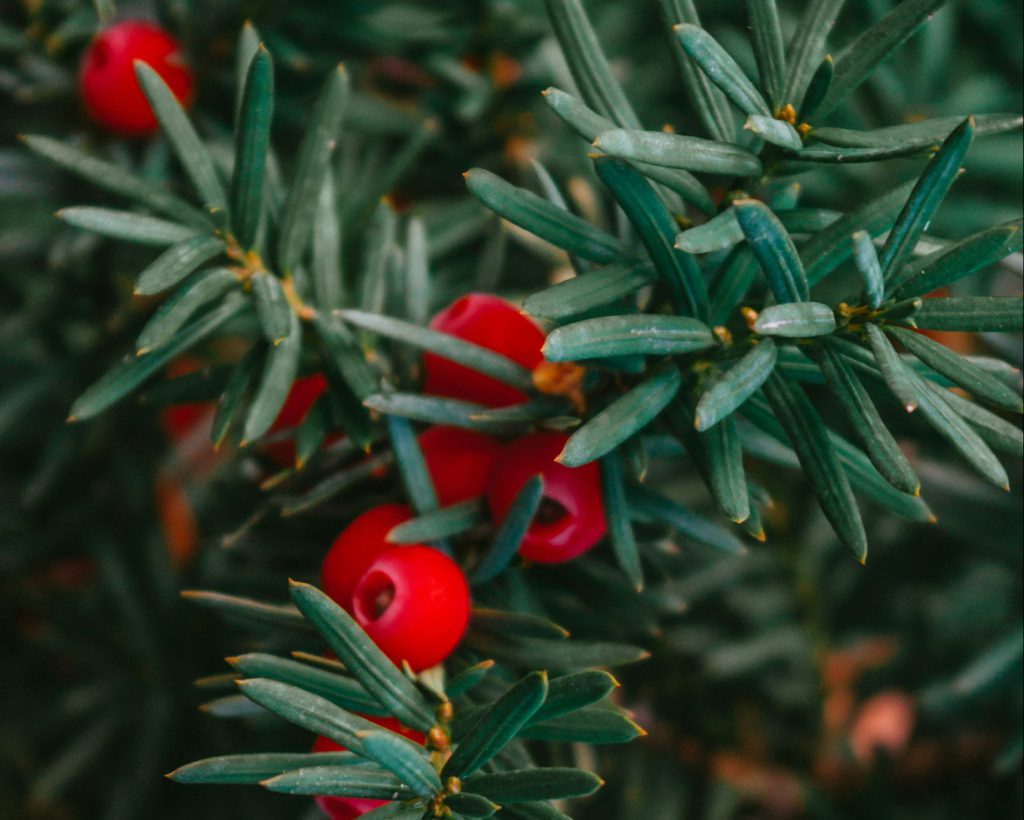 Green Yew branches with red berries