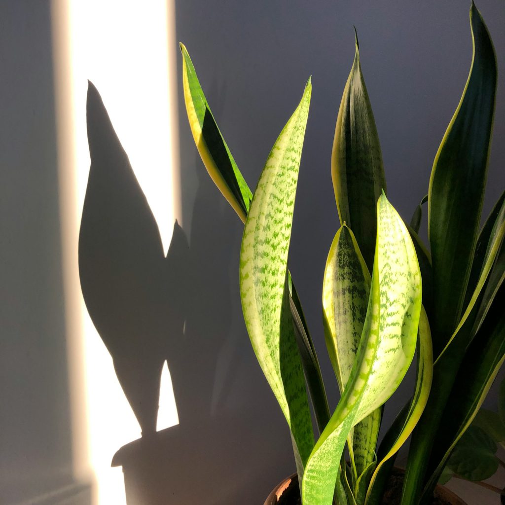 Leaves of Mother-in-law’s tongue (Sansevieria)​ plant during sunset