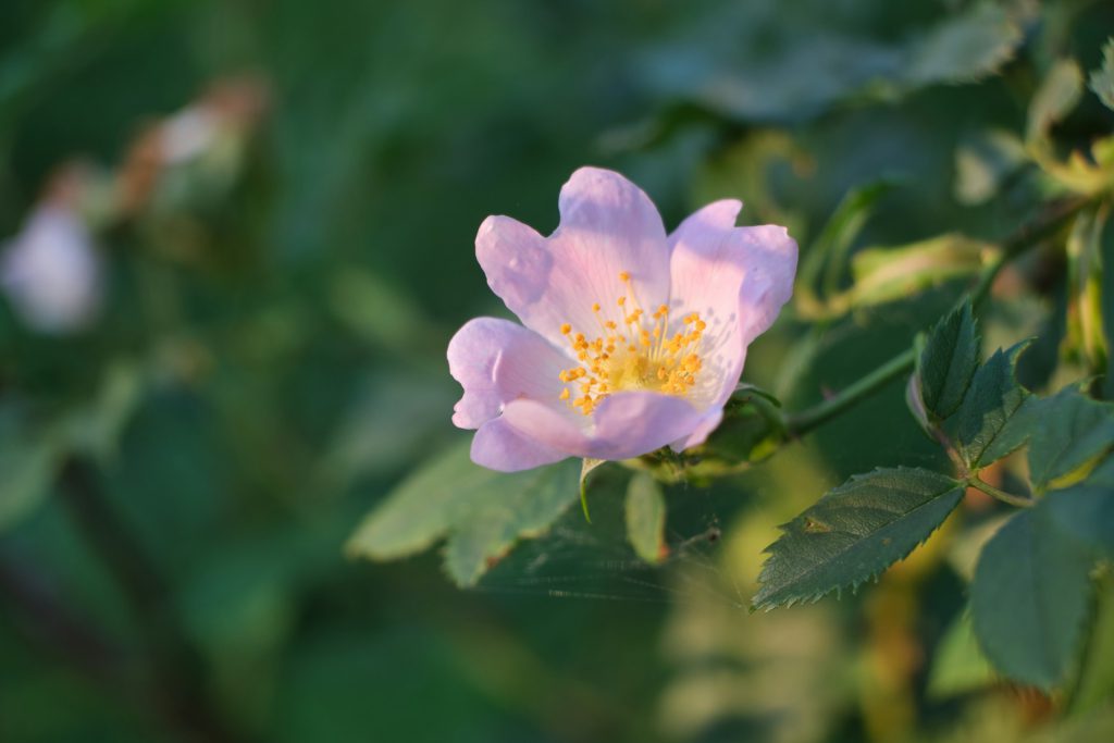Pink wild rose bloom in front of green leaves