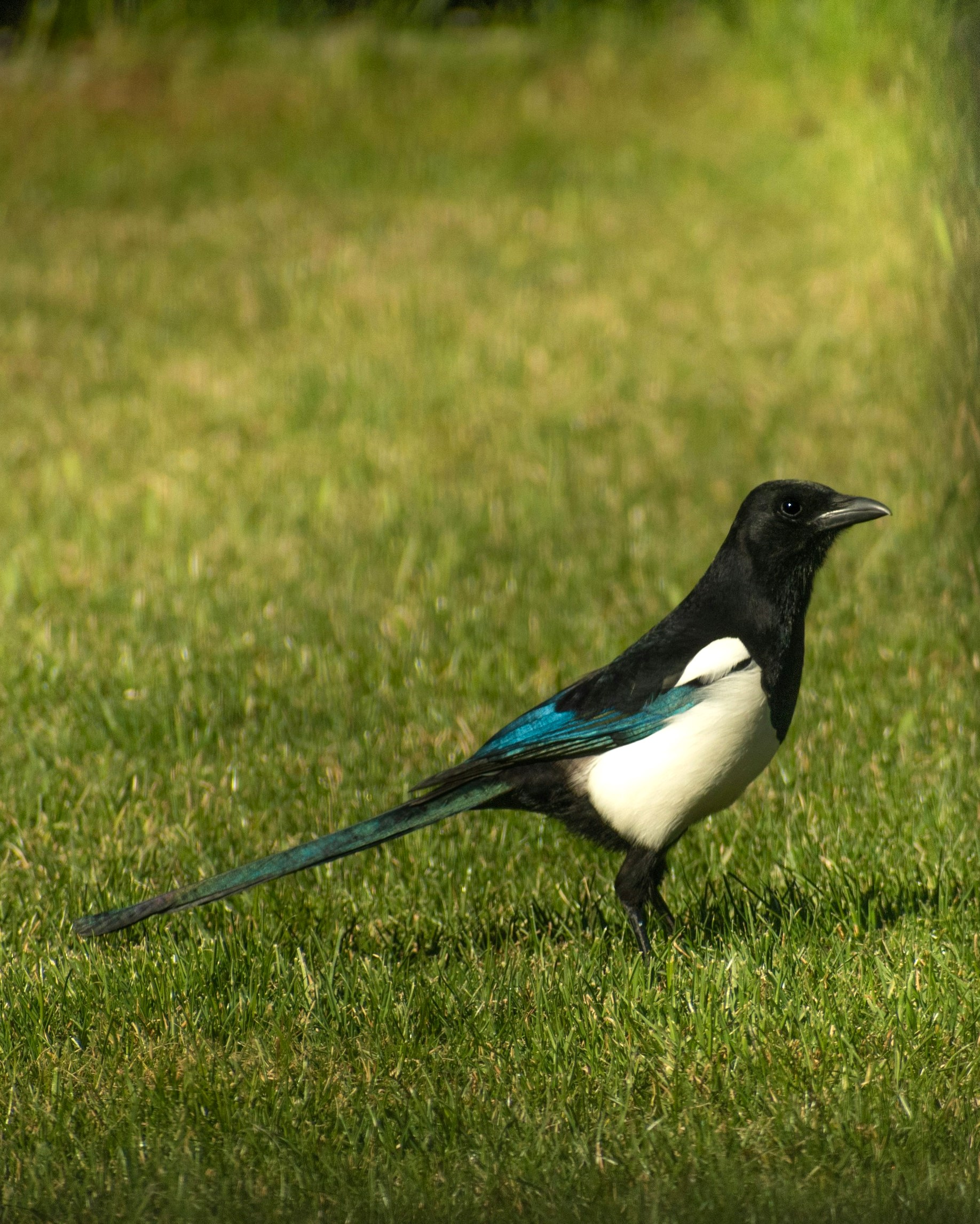 Magpie sitting on a tree branch in shade