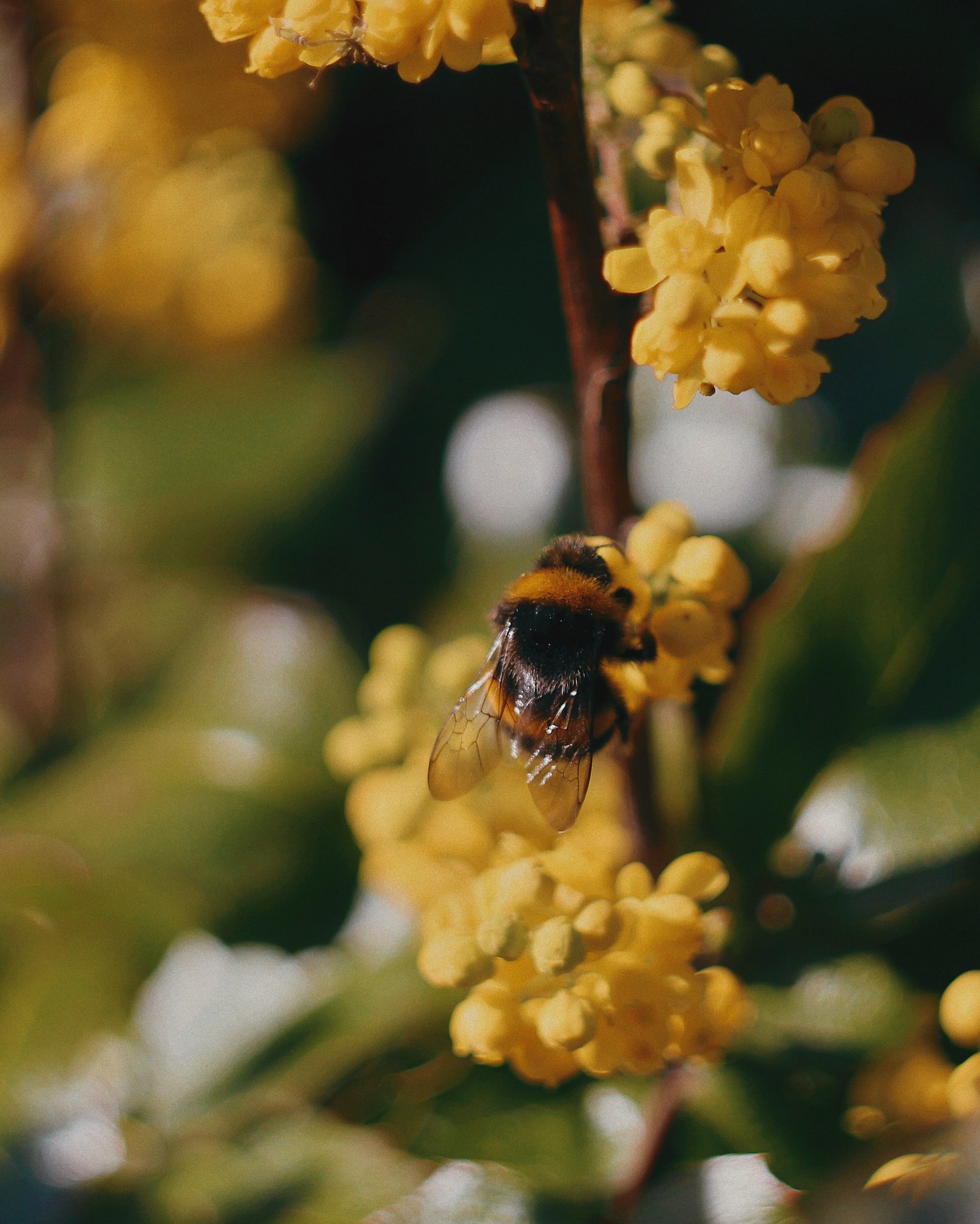 Bee on a mahonia bloom cluster