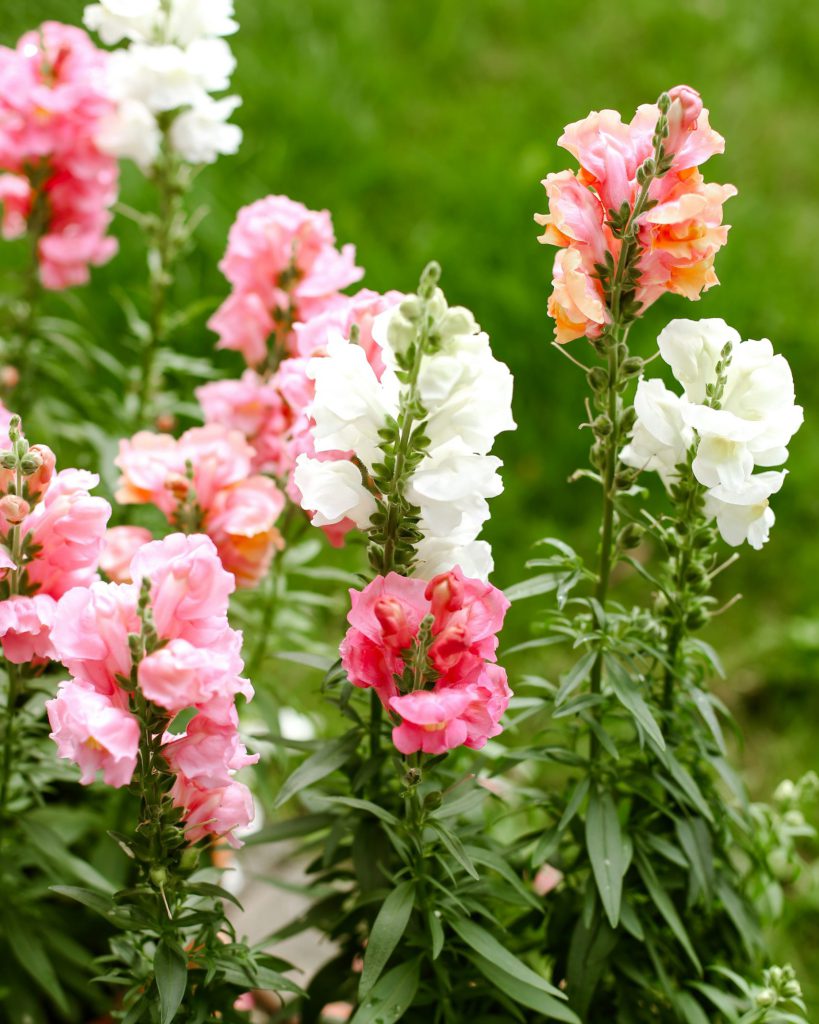 Snapdragons (Antirrhinum) blooms with green grass in the background