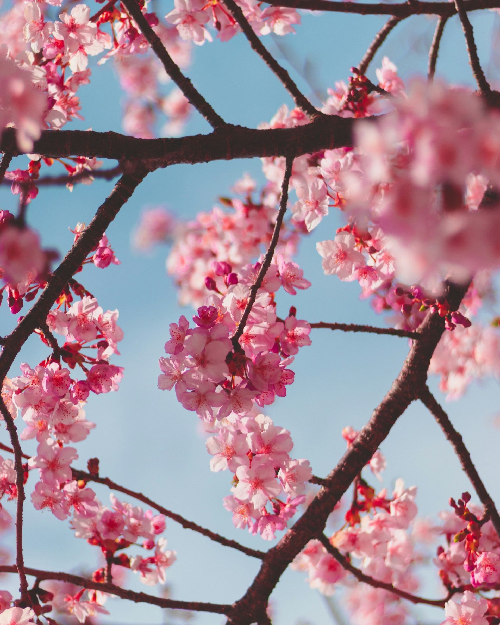 Branches with pink Cherry blossoms in front of a blue sky
