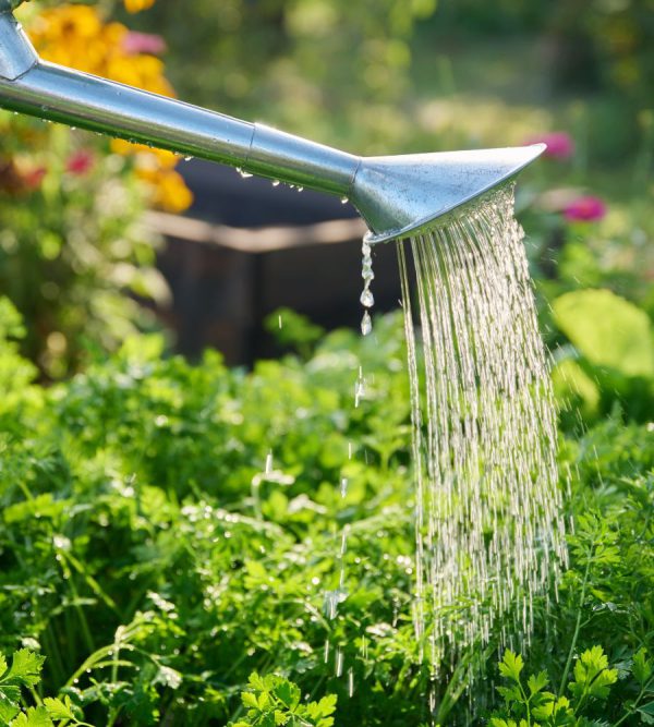 How To Grow on Carrots - The Nunhead Gardener