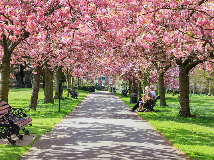 Pink cherry blossom trees surrounding a park in a path