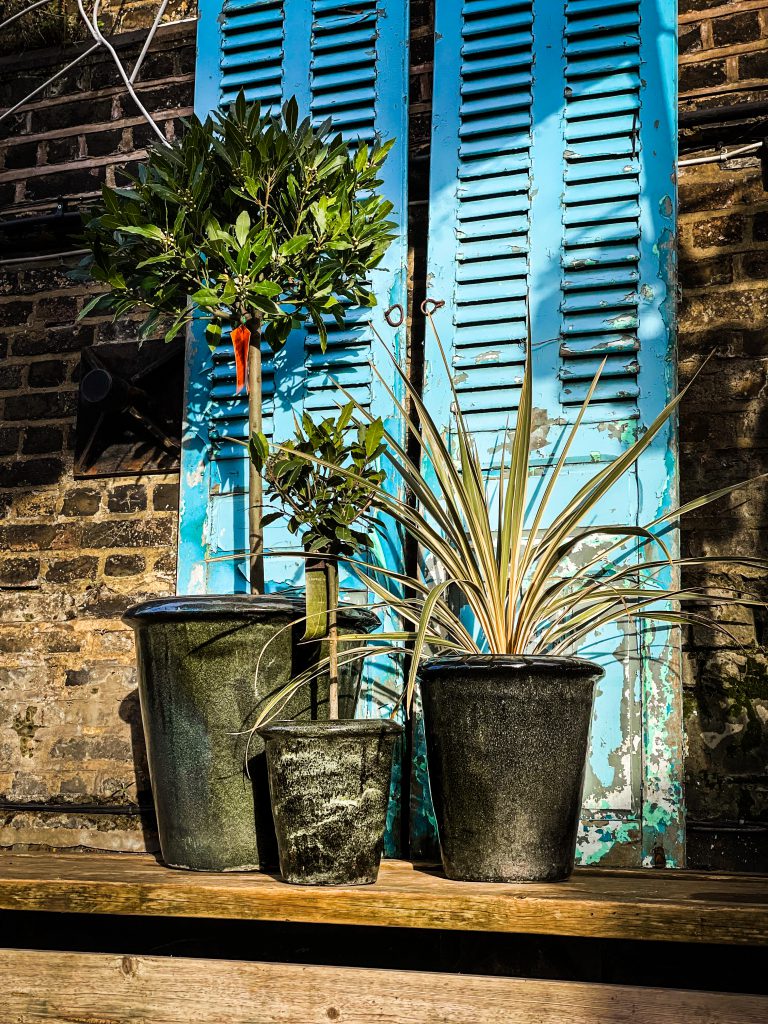 Dark group of pots with plants in front of a dark brick wall with a blue decorative wall