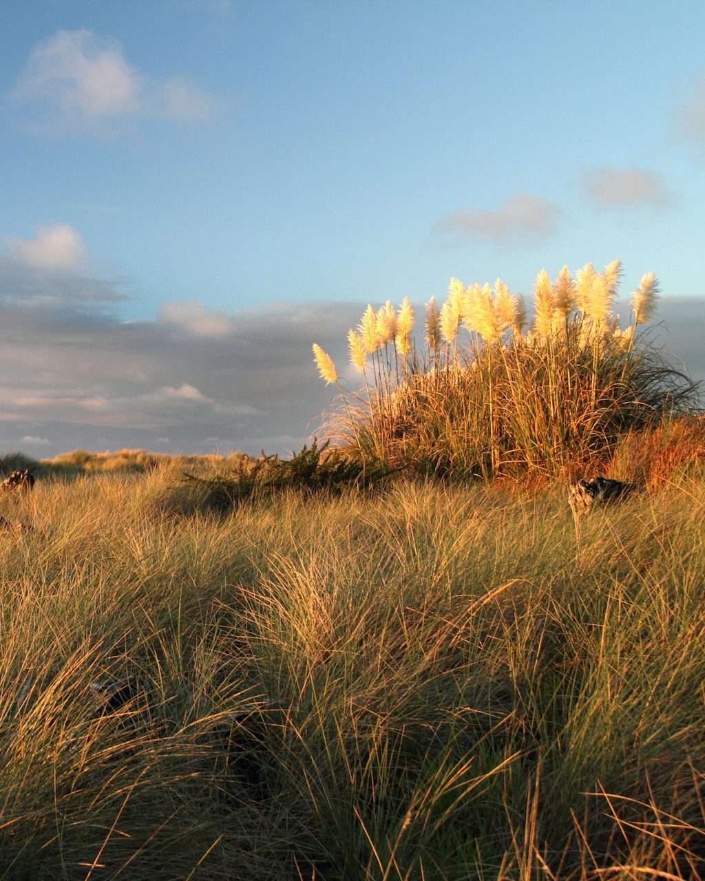 Picture of Wild grasses with a hill of feather grasses on the right during a sunset