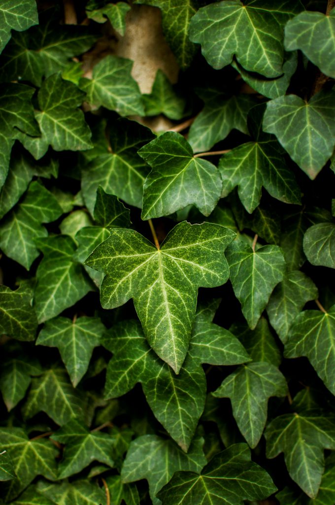 Hedera helix ('English Ivy') leaves