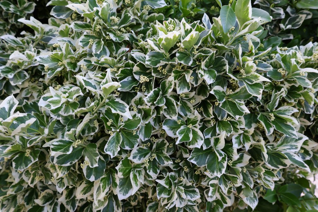 Leaves of Euonymus fortunei 'Silver Queen
