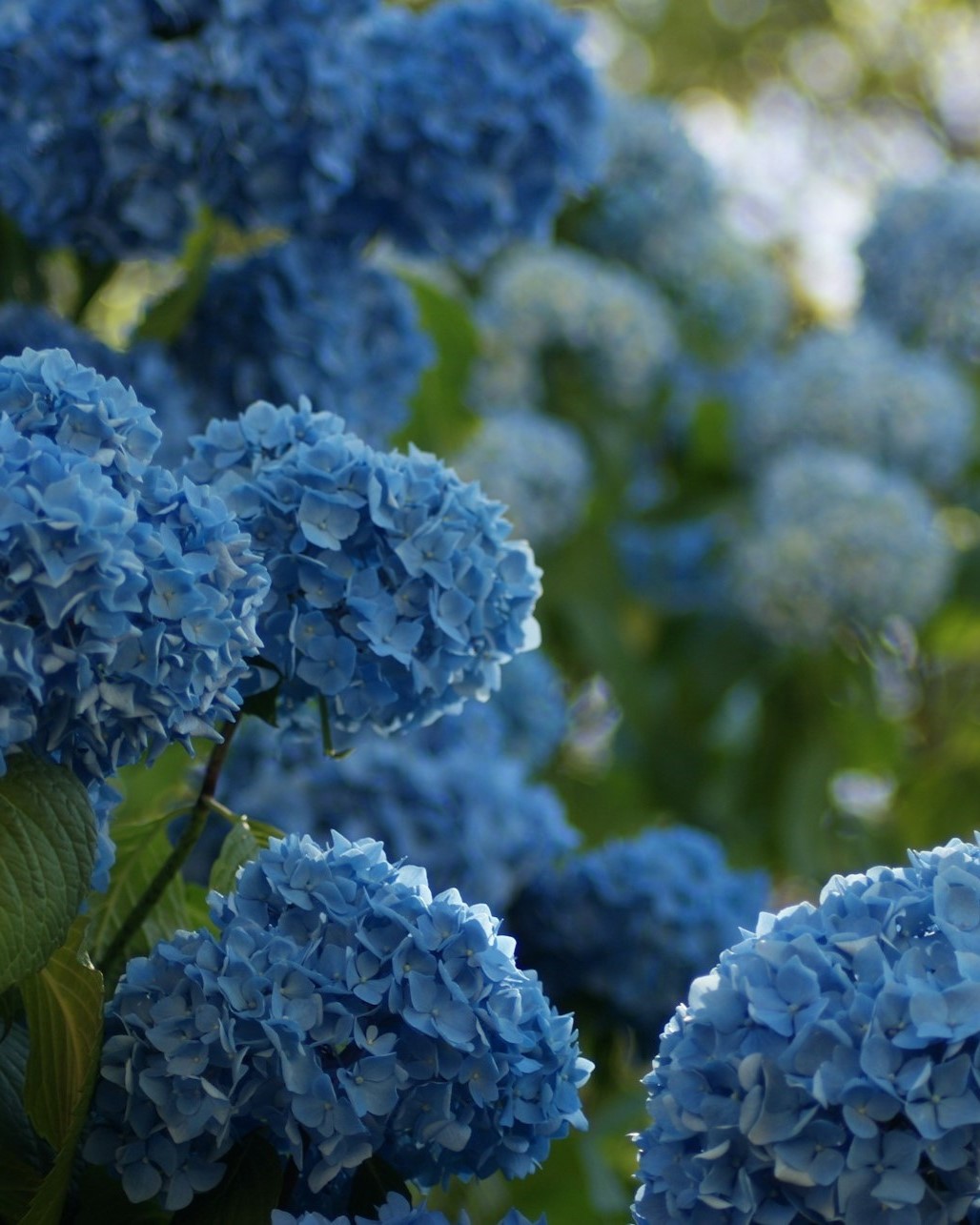 Blue hydrangea blooms