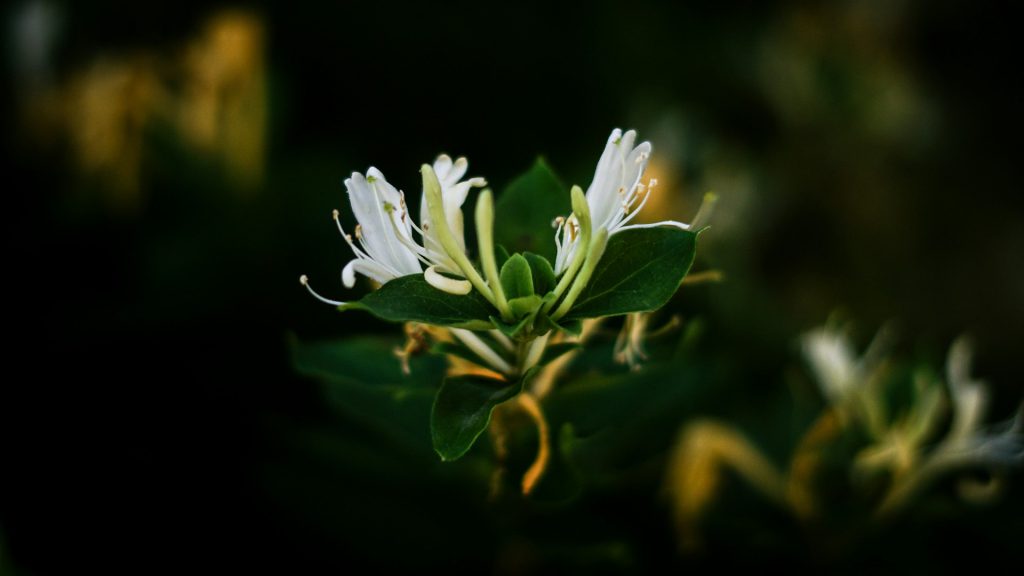 Honeysuckle bloom in front of a dark background