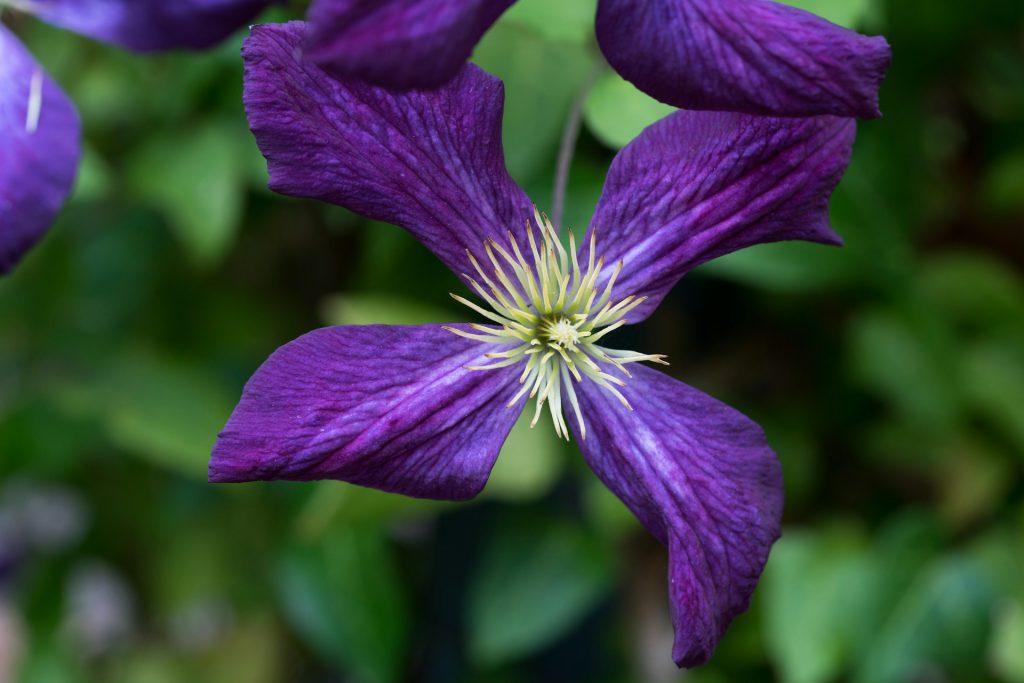 Clematis viticella ‘Polish Spirit’ pruple bloom in front of green leaves