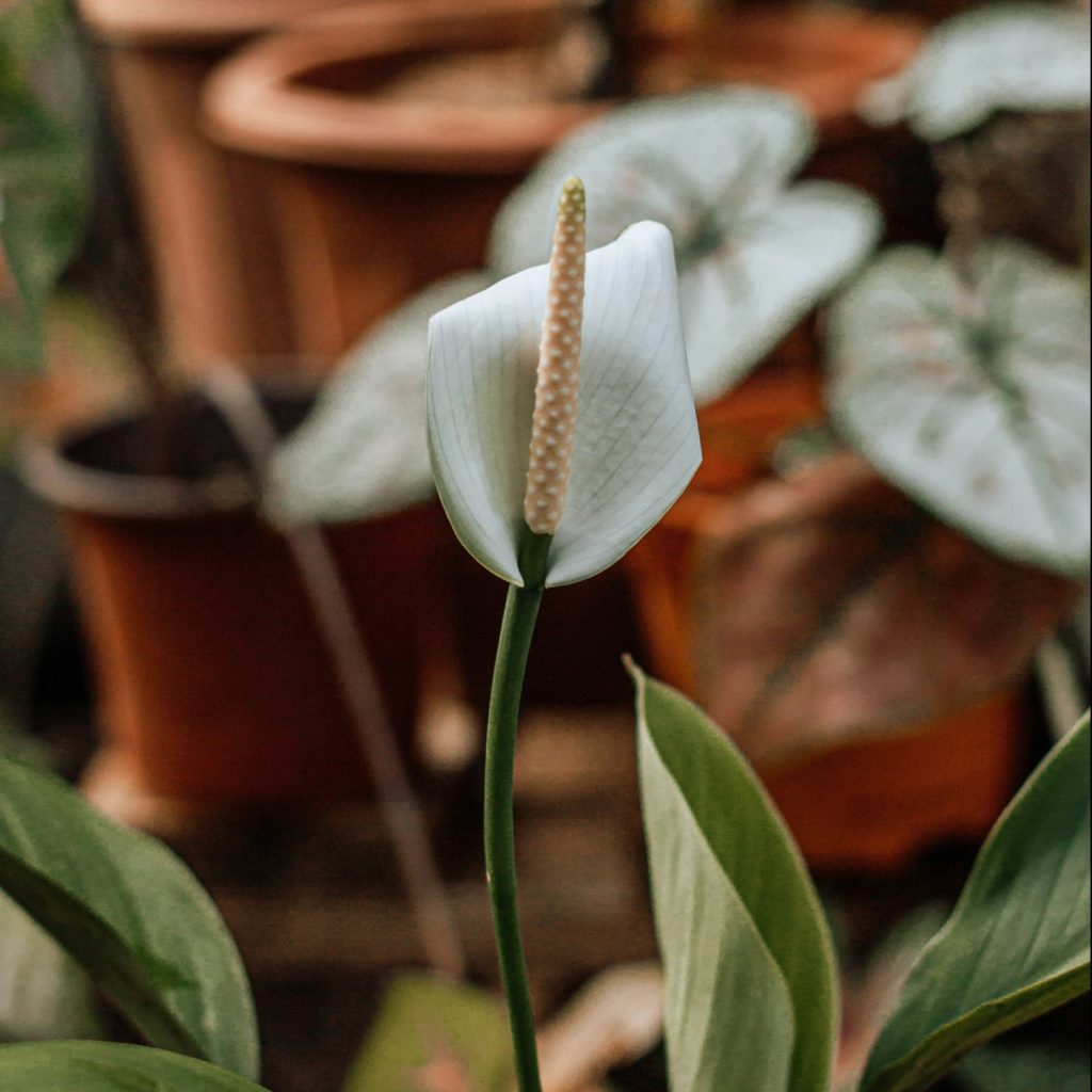 Peace lily (Spathiphyllum)​ blooms with terracotta pots in the background