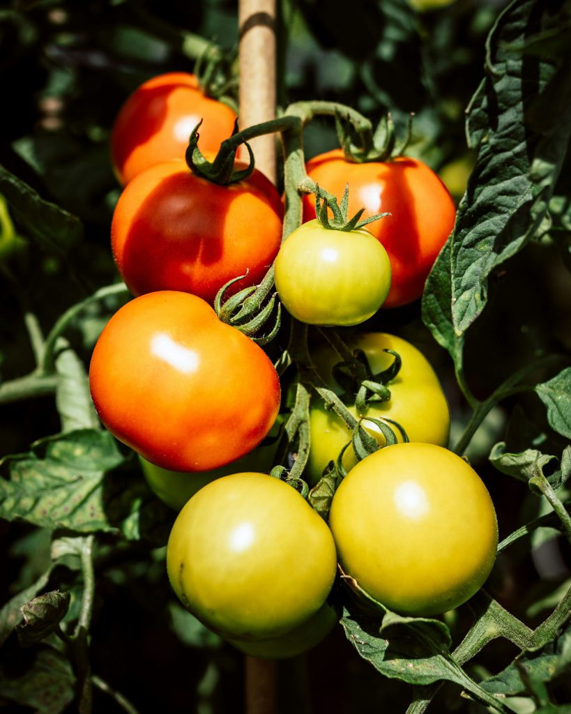 A branch of red and green tomatoes