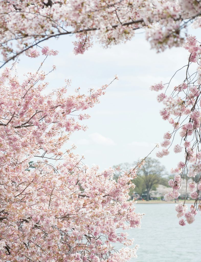 Branches of pink cherry blossoms in front of a lake