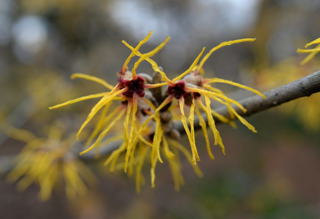 Yellow Witch Hazel bloom in front of a blurry background