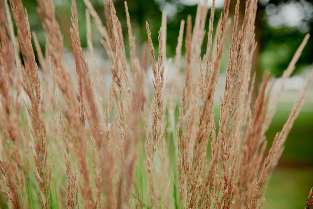 Close-up Image of feather reed grass (Calamagrostis x acutiflora ‘Karl Foerster’)