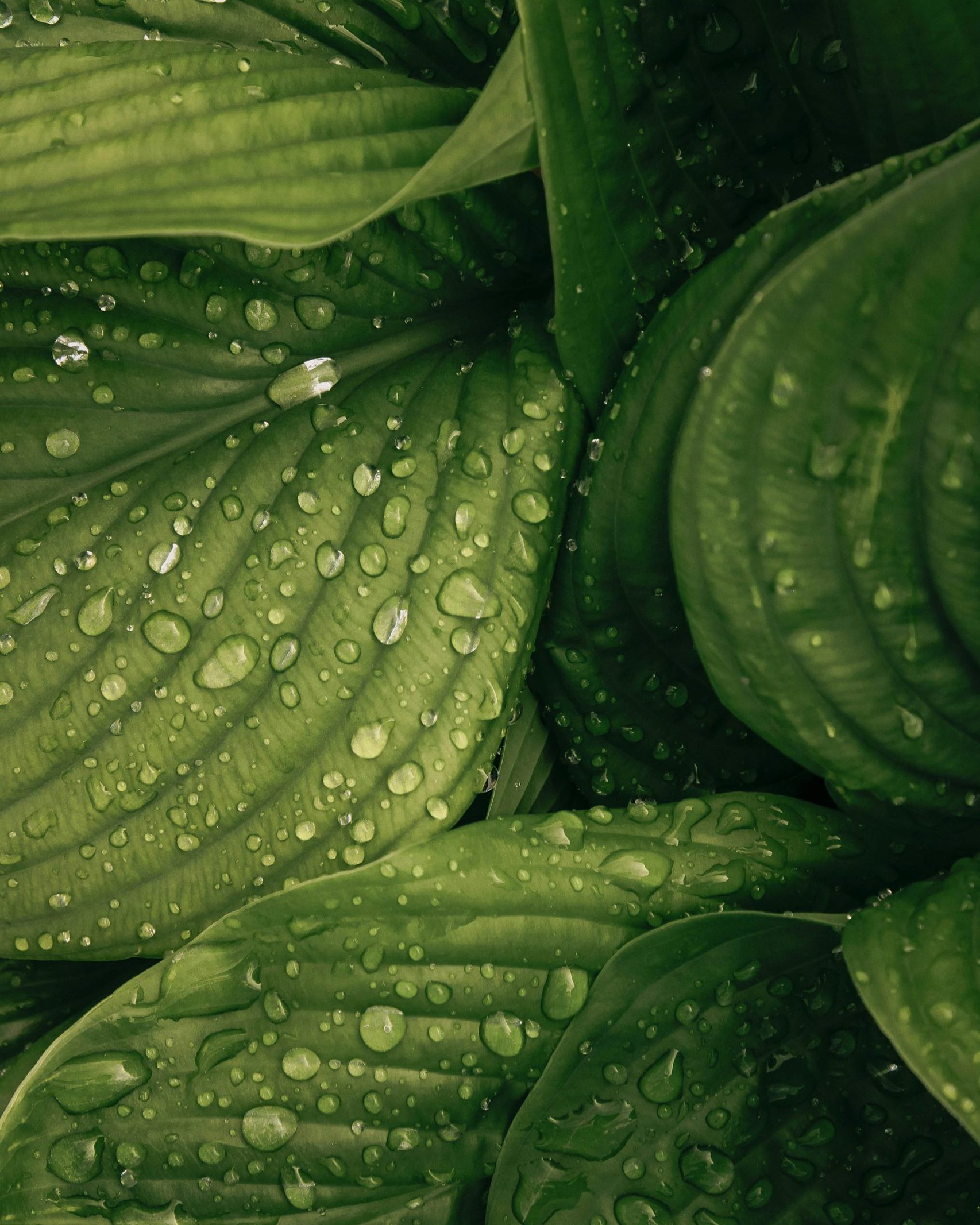Hosta leaves. Read "5 Problem-solving Plants"