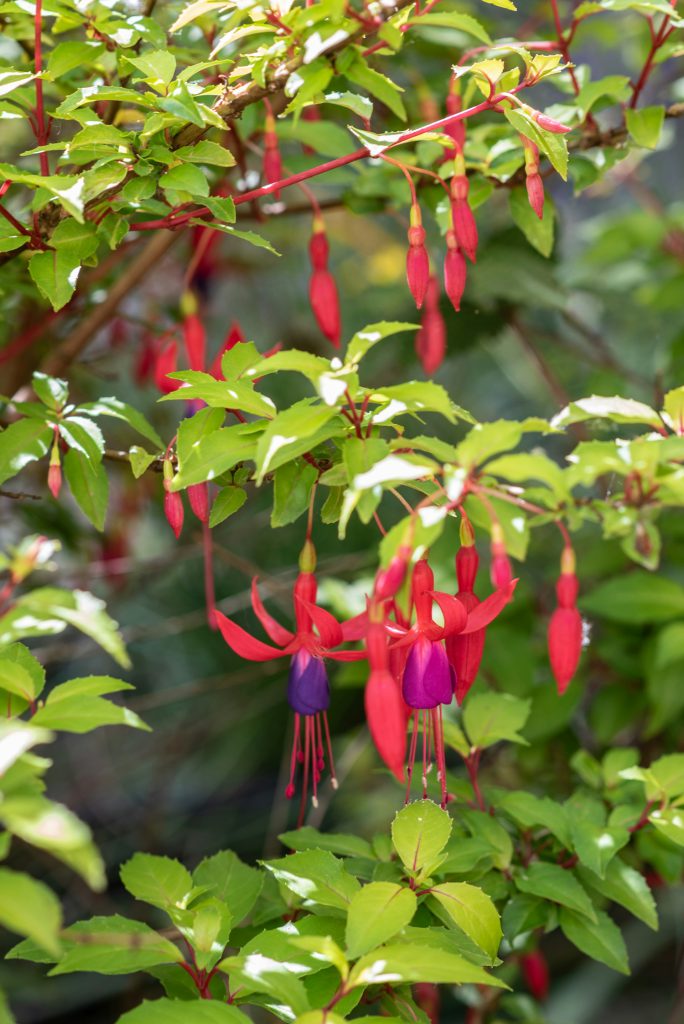 Red Fuchsia blooms on branches