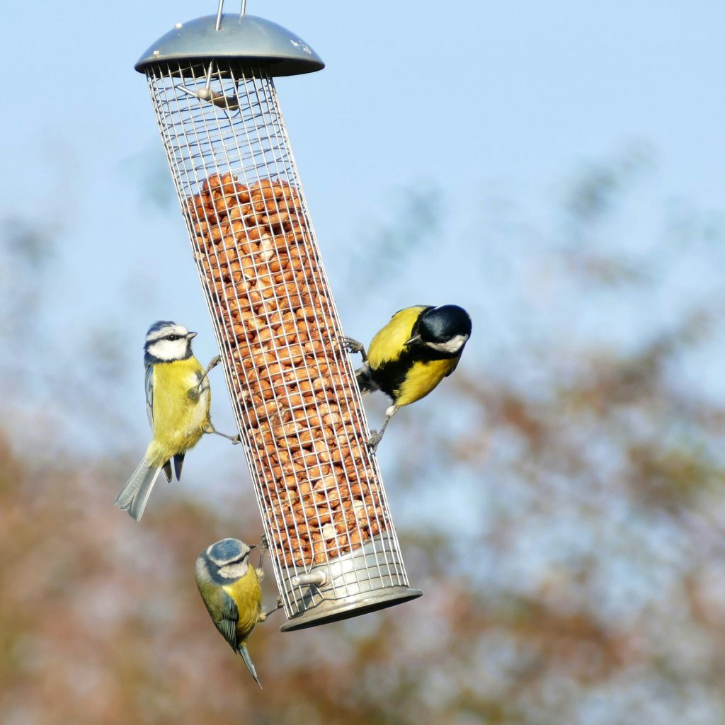 Three blue tit birds eating from a bird feeder filled with nuts