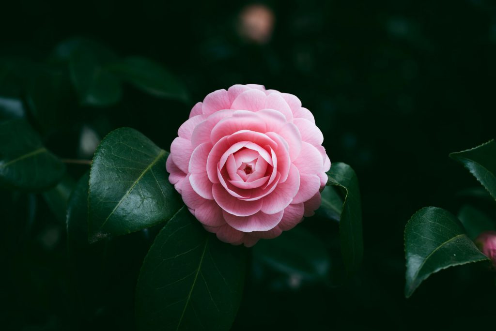 Camellia japonica bloom with dark leaves in the background